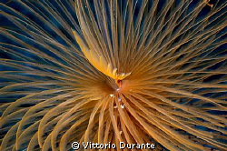 Giant fan worm (2) by Vittorio Durante 